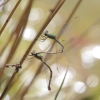 IMG_1446 Chalcolestes viridis